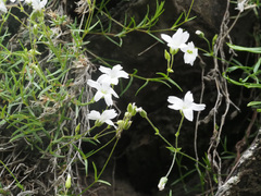 Minuartia