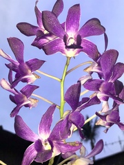 Dendrobium