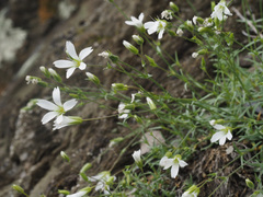 Minuartia