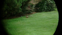 Sciurus carolinensis