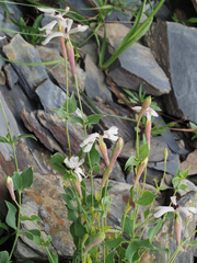 Silene chlorifolia