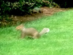 Sciurus carolinensis