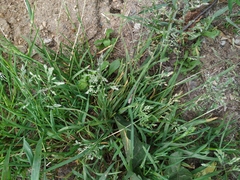 Poa annua