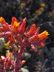 Dudleya palmeri