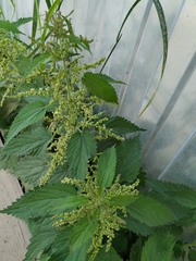 Urtica dioica