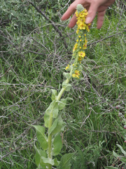 Verbascum georgicum