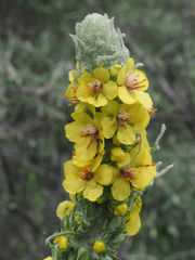 Verbascum georgicum