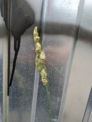 Dactylis glomerata