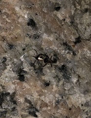 Emertonella taczanowskii