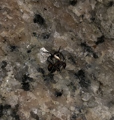 Emertonella taczanowskii