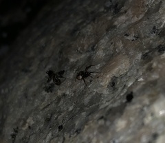 Emertonella taczanowskii