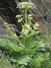 Heracleum leskovii