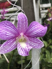 Dendrobium