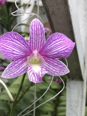 Dendrobium