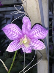 Dendrobium