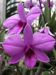 Dendrobium