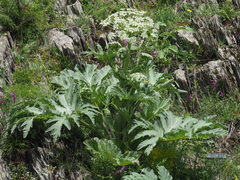 Heracleum leskovii
