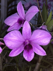 Dendrobium