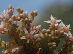 Sedum gracile
