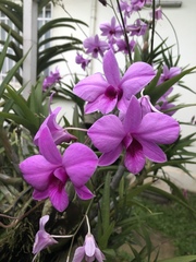 Dendrobium
