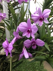 Dendrobium