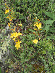 Hypericum linarioides