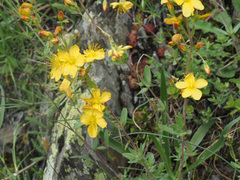 Hypericum linarioides