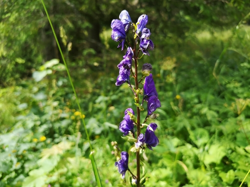 Aconitum firmum, photograph 4
