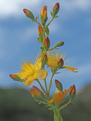 Hypericum linarioides