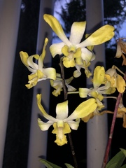 Dendrobium