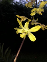 Dendrobium