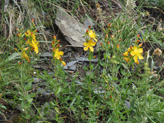 Hypericum linarioides