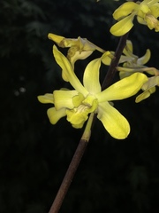 Dendrobium