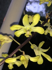 Dendrobium