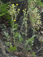 Potentilla agrimonioides