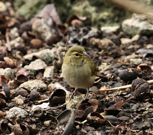 Yellow-faced Grassquit