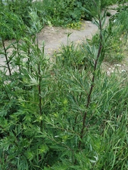 Artemisia vulgaris
