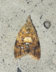 Pseudargyrotoza conwagana