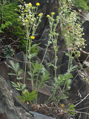 Potentilla agrimonioides
