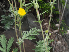 Potentilla agrimonioides