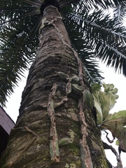 Acanthocereus tetragonus