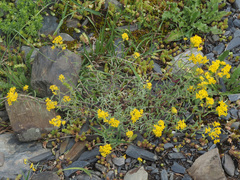 Alyssum trichostachyum