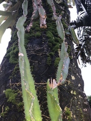 Acanthocereus tetragonus