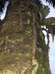 Acanthocereus tetragonus