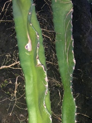 Acanthocereus tetragonus