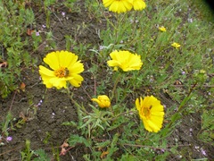 Madia radiata