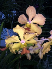 Vanda