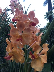 Vanda
