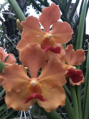 Vanda