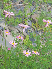Tanacetum coccineum